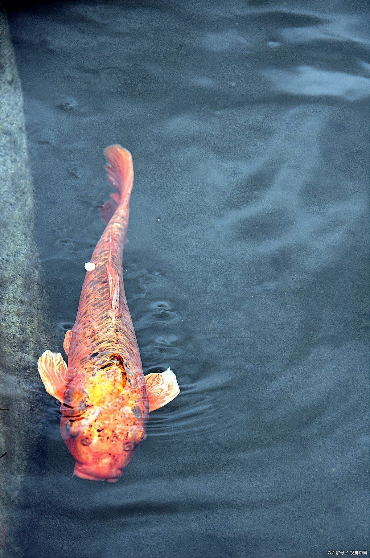 紅白錦鯉的寓意和象征【揭秘紅白錦鯉的五大吉祥象征意義與風水信仰探究大魔王一博】