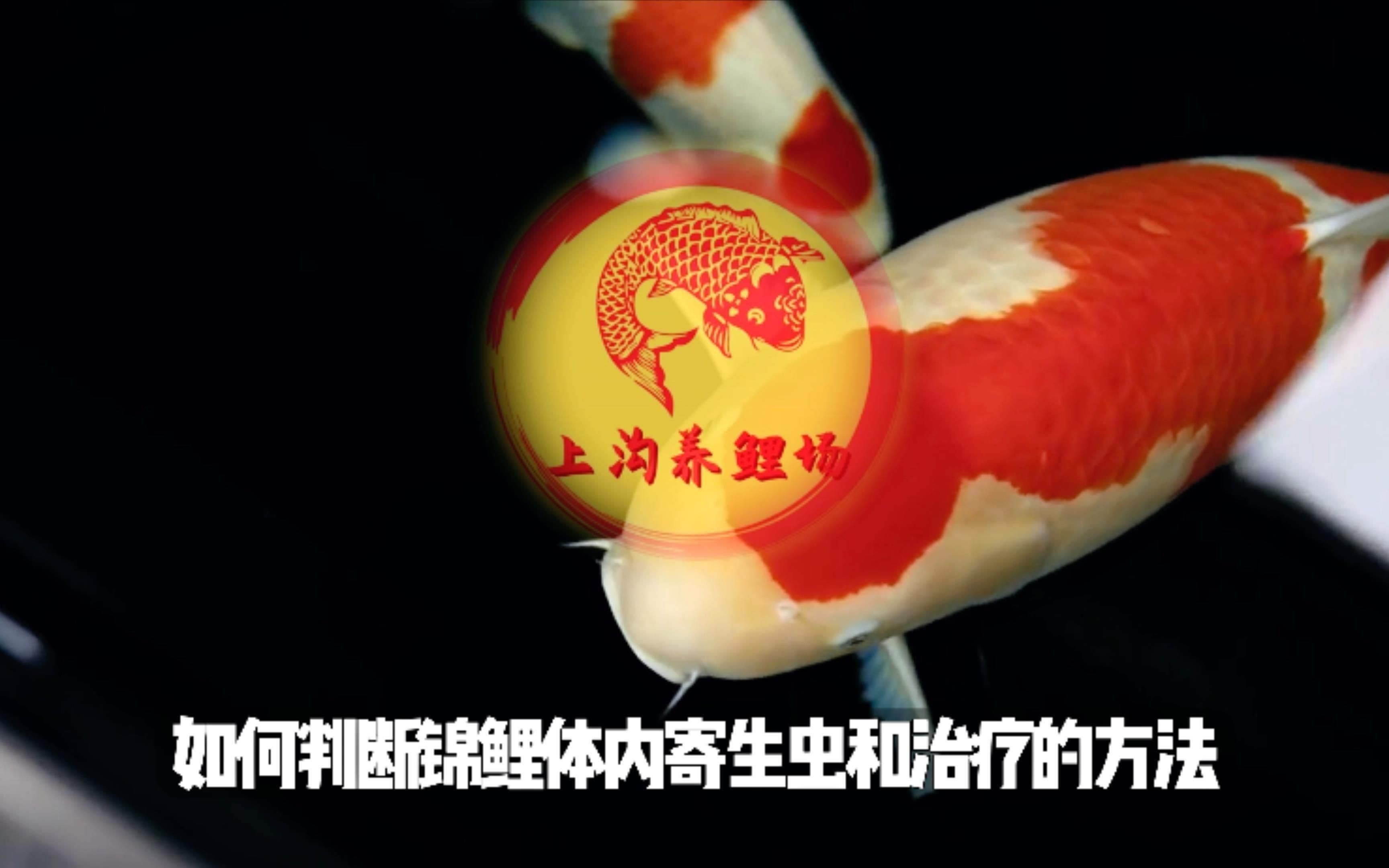 如何判斷魚是否得了內寄或腸炎？【七彩神仙魚內寄腸炎和內寄如何區分與應對方法全解析】