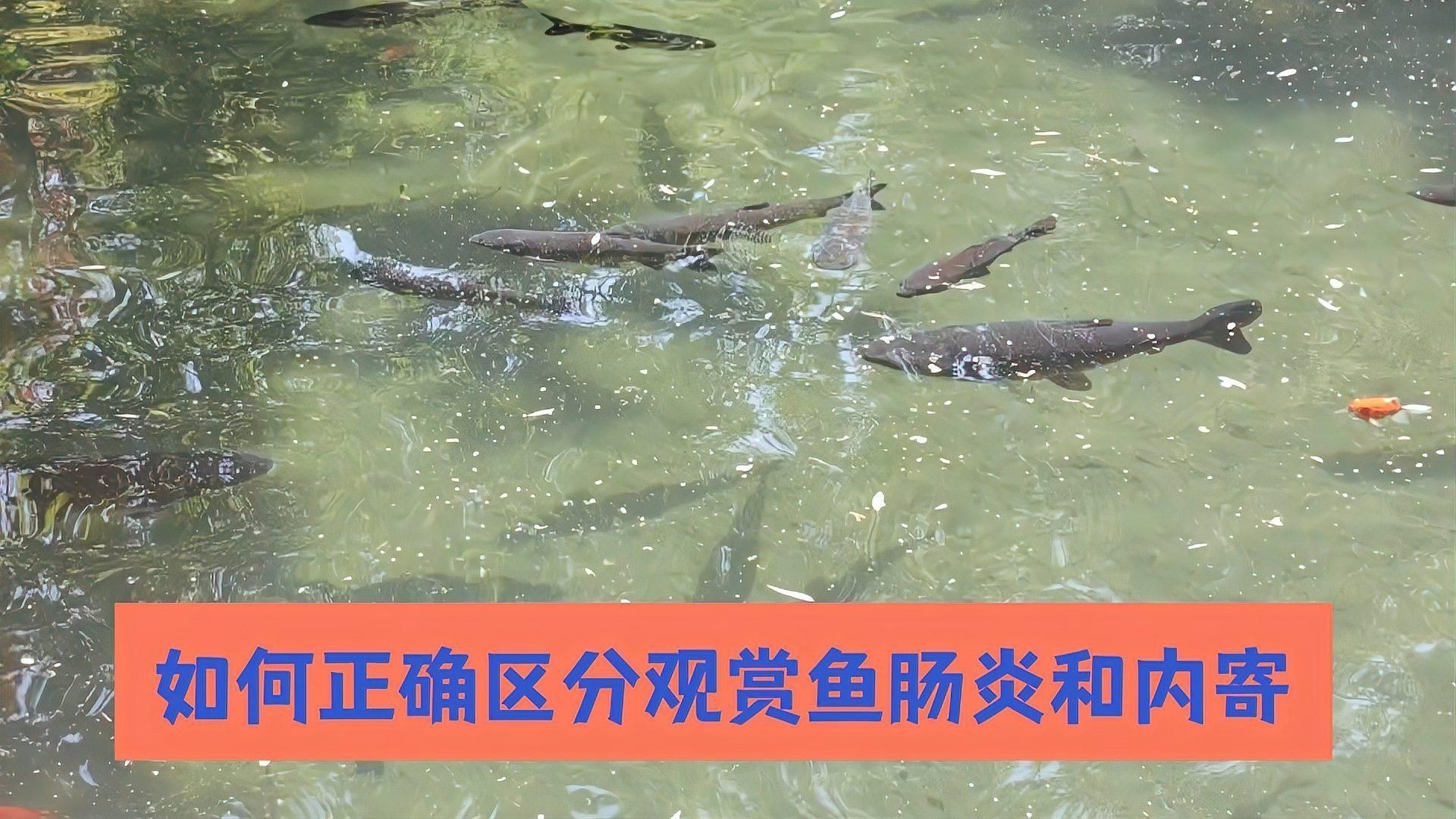 如何判斷魚是否得了內寄或腸炎？【七彩神仙魚內寄腸炎和內寄如何區分與應對方法全解析】