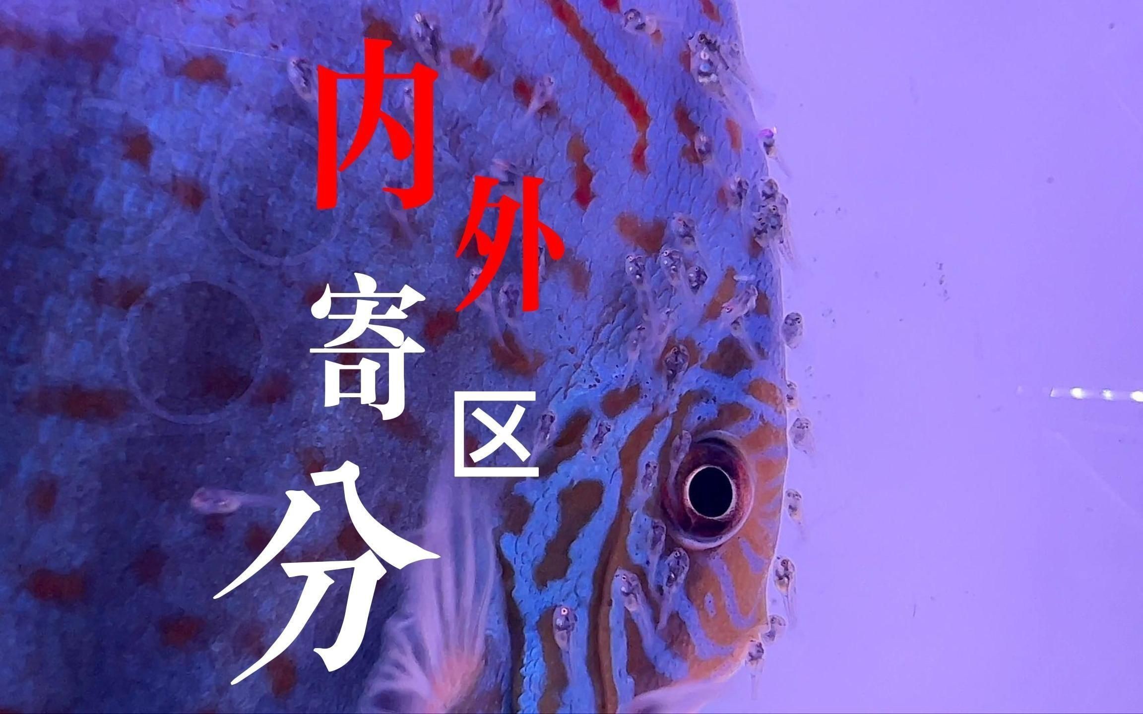 如何判斷魚是否得了內寄或腸炎？【七彩神仙魚內寄腸炎和內寄如何區分與應對方法全解析】