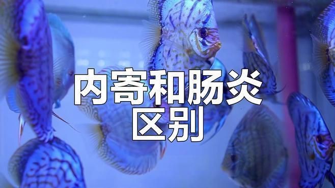 如何判斷魚是否得了內寄或腸炎？【七彩神仙魚內寄腸炎和內寄如何區分與應對方法全解析】