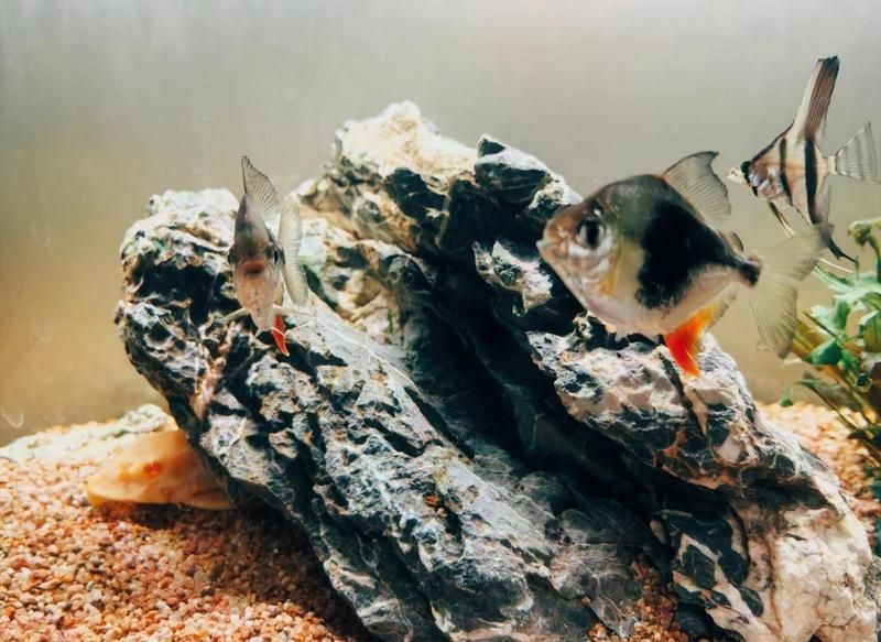觀賞魚銀板粗線和黑桃A哪個價格更貴【觀賞魚銀板粗線和黑桃a】