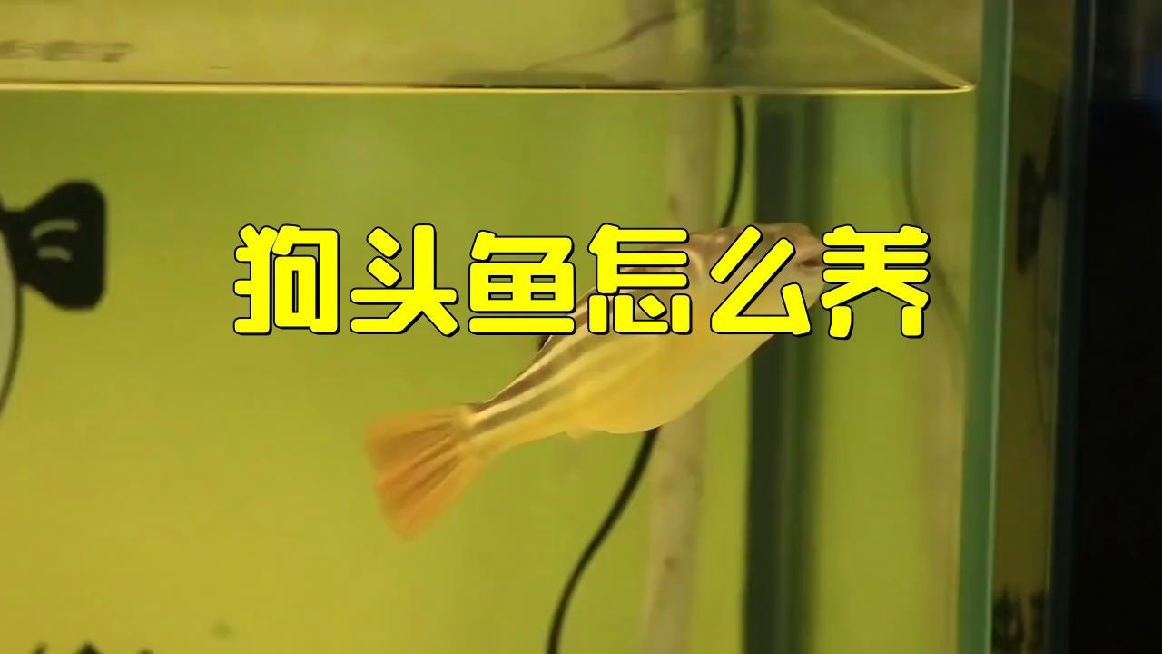 紅圓點狗頭魚好裸缸養好不好【紅圓點狗頭魚怎么養】