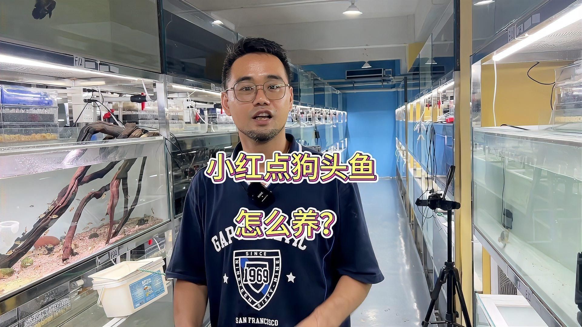 紅圓點狗頭魚好裸缸養好不好【紅圓點狗頭魚怎么養】
