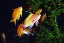 頂級紅龍魚多少錢一斤【如何辨別紅龍魚的價格波動大嗎】