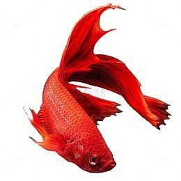 哪里可以找到更多金龍魚壁紙？【如何獲取金龍魚壁紙】