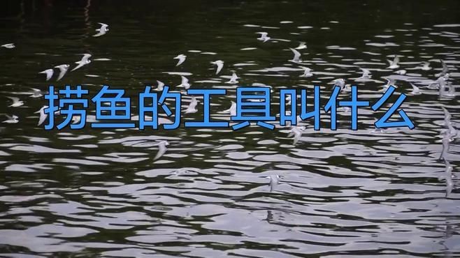 撈魚的網(wǎng)兜叫什么【撈魚的網(wǎng)兜叫什么思想之翼】