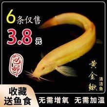 金龍魚活體品牌有哪些【金龍魚活體品牌主要包括哪些？】