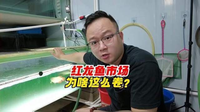 紅龍魚的市場炒作情況【《紅龍魚的市場炒作情況》】