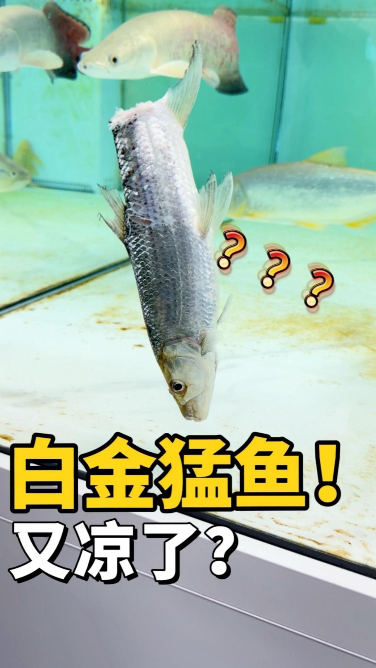 萌寵大能的白金猛魚走了【《萌寵大能的白金猛魚走了》】