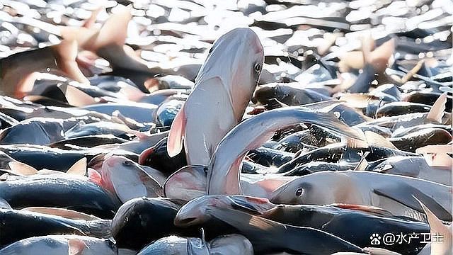 龍魚浮頭沉尾可以用藥嗎？【龍魚浮頭沉尾怎么辦】
