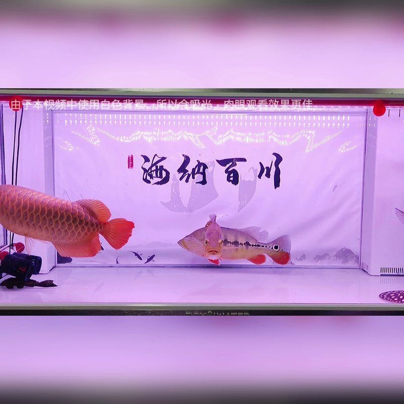 龍博特水族箱魚燈