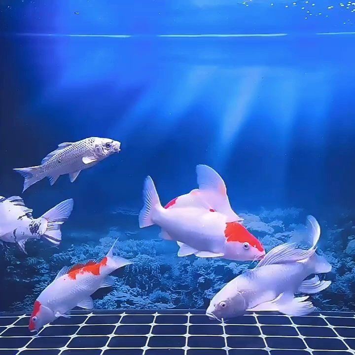 龍博特水族箱魚燈