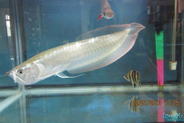 紅眼白子銀龍能長多大【紅眼白子銀龍魚的價值得注意的是紅眼白子銀龍魚的特征】