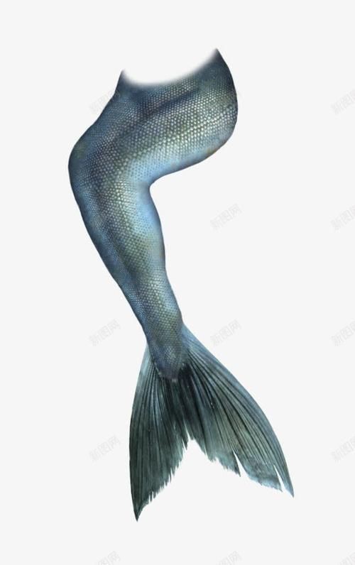美人魚尾巴圖片【《美人魚尾巴圖片：夢幻與神秘的視覺呈現》】