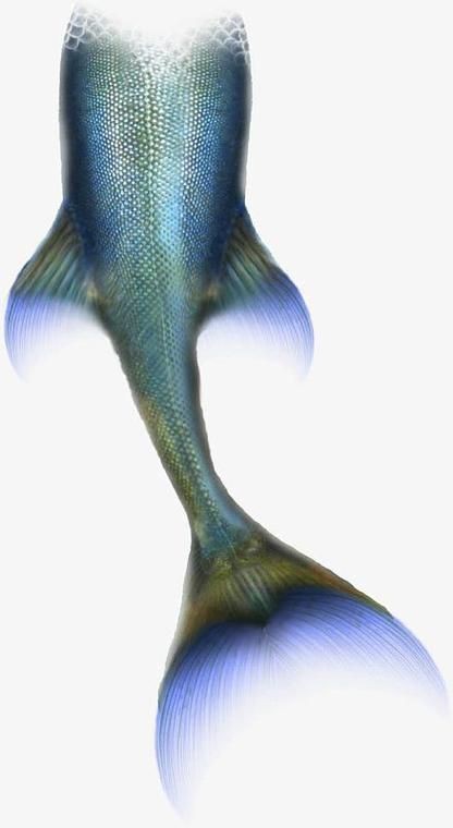 美人魚尾巴圖片【《美人魚尾巴圖片：夢幻與神秘的視覺呈現》】