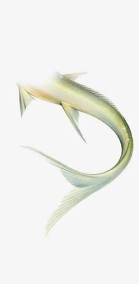 美人魚尾巴圖片【《美人魚尾巴圖片：夢幻與神秘的視覺呈現》】