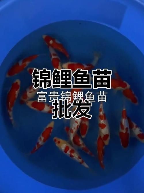 錦鯉幼崽圖片【《錦鯉幼崽圖片：靈動水世界的奇妙初現(xiàn)》】