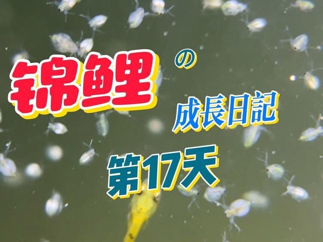 錦鯉幼崽圖片【《錦鯉幼崽圖片：靈動水世界的奇妙初現(xiàn)》】