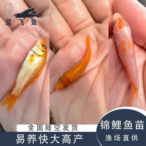 錦鯉幼崽圖片【《錦鯉幼崽圖片：靈動水世界的奇妙初現(xiàn)》】