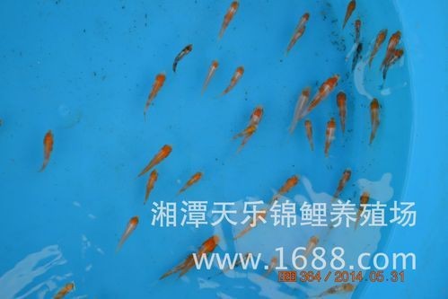 錦鯉幼崽圖片【《錦鯉幼崽圖片：靈動水世界的奇妙初現(xiàn)》】