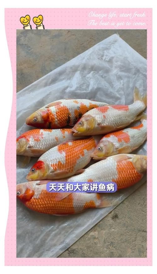 錦鯉幼崽圖片【《錦鯉幼崽圖片：靈動水世界的奇妙初現(xiàn)》】
