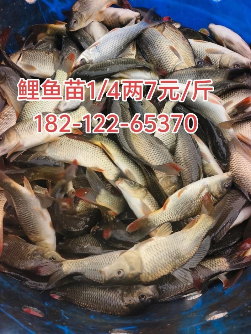 錦鯉幼崽圖片【《錦鯉幼崽圖片：靈動水世界的奇妙初現(xiàn)》】