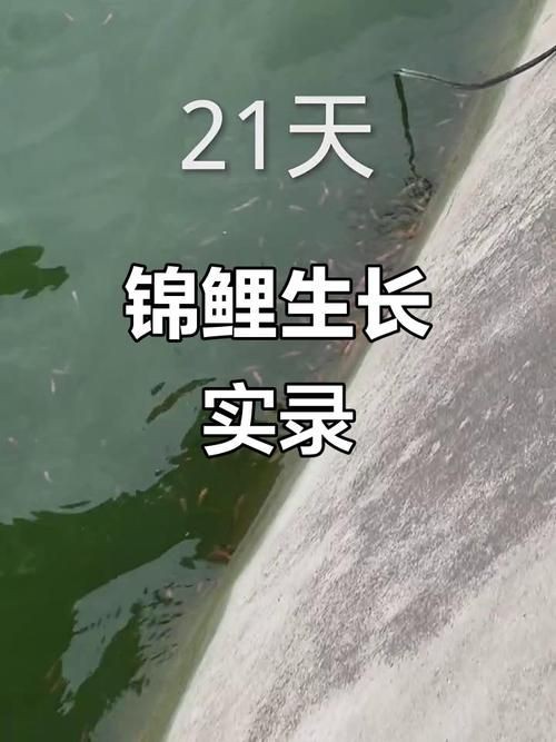 錦鯉幼崽圖片【《錦鯉幼崽圖片：靈動水世界的奇妙初現(xiàn)》】