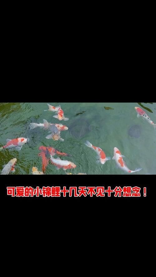 錦鯉幼崽圖片【《錦鯉幼崽圖片：靈動水世界的奇妙初現(xiàn)》】