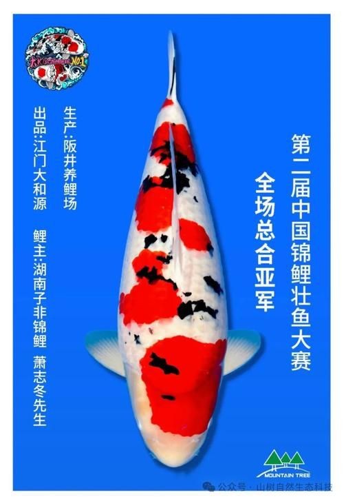 錦鯉幼崽圖片【《錦鯉幼崽圖片：靈動水世界的奇妙初現(xiàn)》】