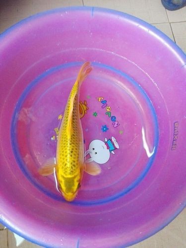 錦鯉幼崽圖片【《錦鯉幼崽圖片：靈動水世界的奇妙初現(xiàn)》】