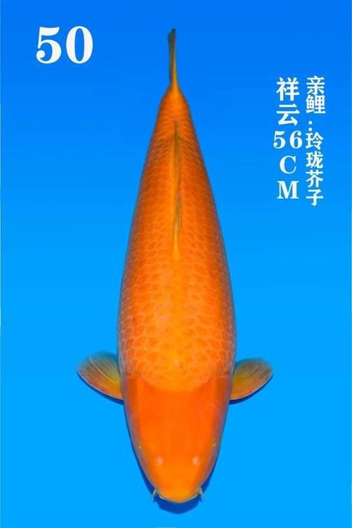 錦鯉幼崽圖片【《錦鯉幼崽圖片：靈動水世界的奇妙初現(xiàn)》】