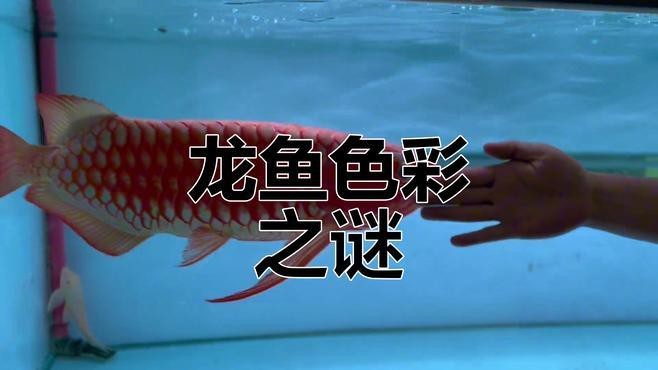 如何判斷24K金龍魚是否褪色？【判斷24k金龍魚是否褪色可從多方面入手】