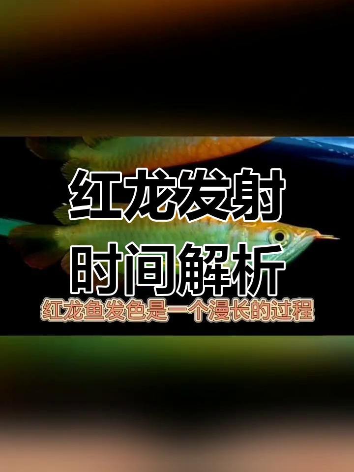 小紅龍魚發(fā)色需要多久【小紅龍魚發(fā)色所需時間受多種因素影響】