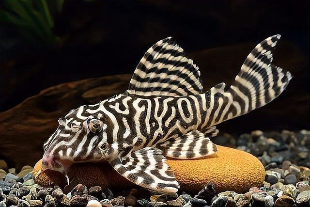 十大最貴異形魚排名【水族界十大最貴異形魚】