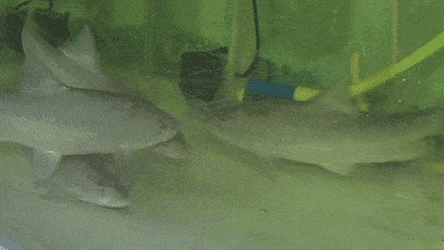 恩平忘不了魚養(yǎng)殖的地方【恩平市圣堂鎮(zhèn)水產(chǎn)養(yǎng)殖基地\
