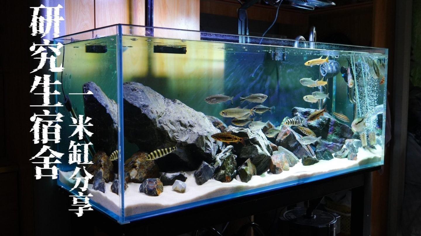 1米魚缸尺寸哪個尺寸好【1米魚缸尺寸分析】 龍魚論壇 第5張 1米魚缸尺寸哪個尺寸好【1米魚缸尺寸分析】 1米魚缸尺寸哪個尺寸好【1米魚缸尺寸分析】 龍魚論壇 第5張