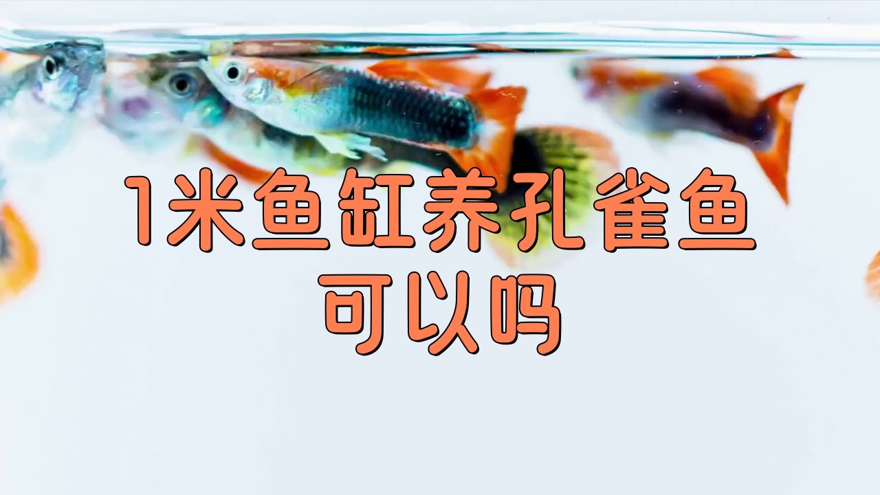 1米魚缸尺寸哪個尺寸好【1米魚缸尺寸分析】