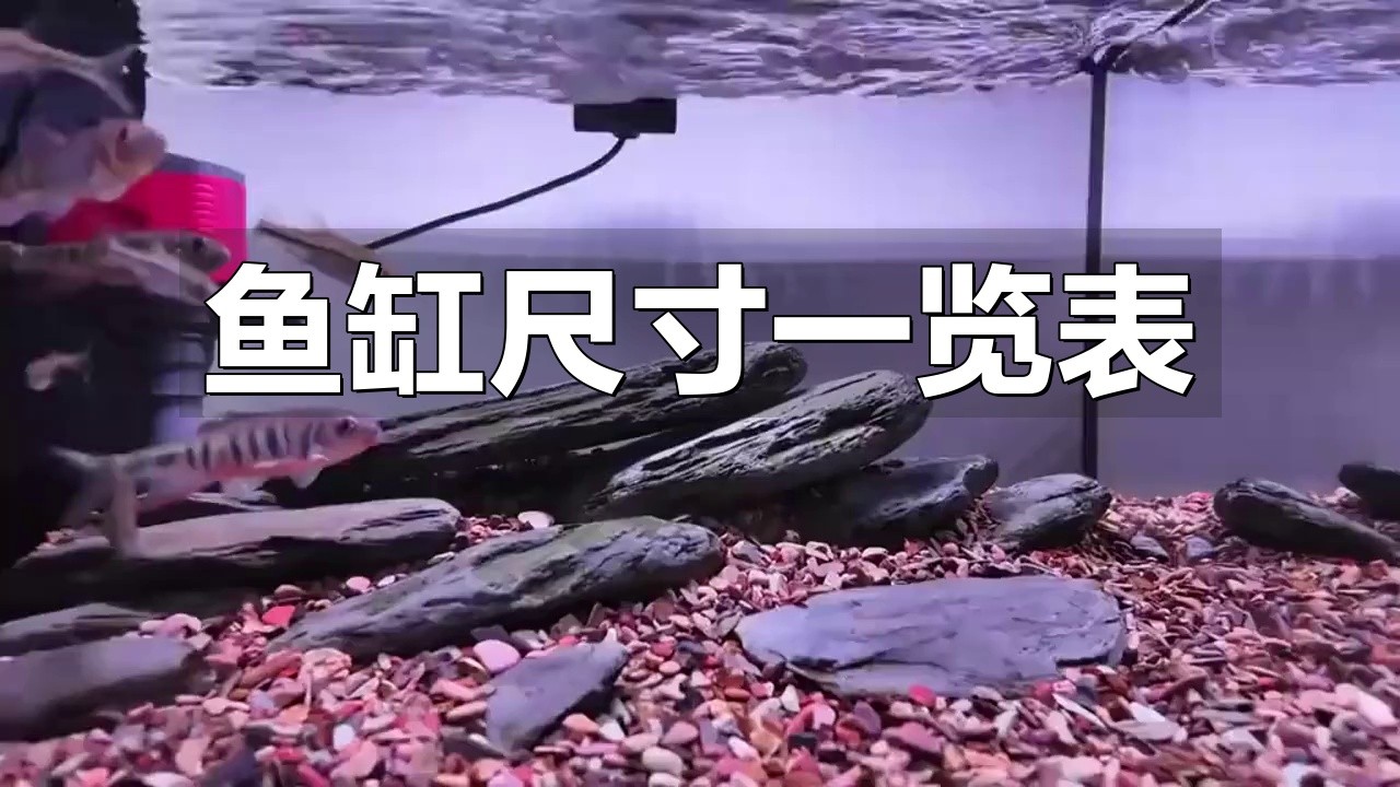 1米魚缸尺寸哪個尺寸好【1米魚缸尺寸分析】 龍魚論壇 第7張 1米魚缸尺寸哪個尺寸好【1米魚缸尺寸分析】 1米魚缸尺寸哪個尺寸好【1米魚缸尺寸分析】 龍魚論壇 第7張