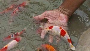 如何判斷金龍魚是否感染細菌？【判斷金龍魚是否感染細菌可從多方面入手首先觀察外觀】