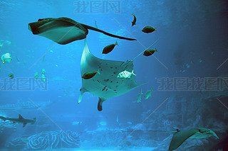 魔鬼魚Q版圖片【簡筆畫教程：魔鬼魚q版圖片以其獨特的創(chuàng)意和可愛的風格】