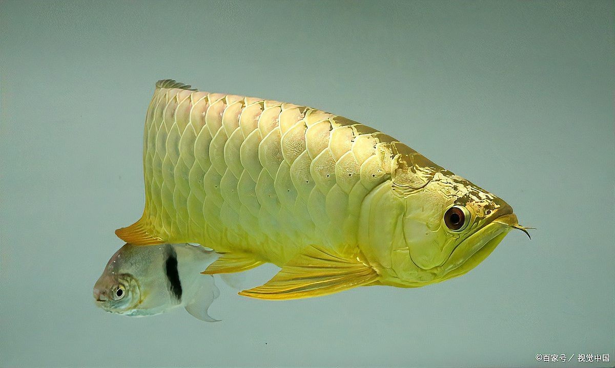 龍魚鰓蓋小洞傳染嗎？【龍魚頭洞病怎么治療】