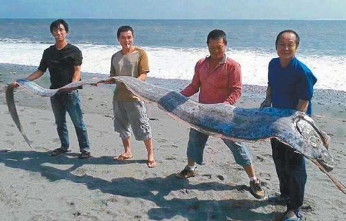 龍王魚又叫什么名字【世界上最長的硬骨魚山霧原理賽博許愿機捕獲“龍王魚”】
