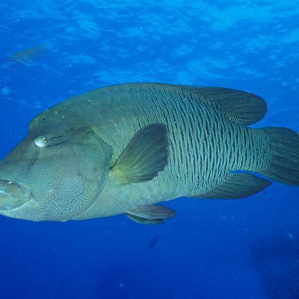 龍王魚又叫什么名字【世界上最長的硬骨魚山霧原理賽博許愿機捕獲“龍王魚”】
