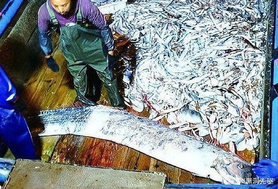 龍王魚又叫什么名字【世界上最長的硬骨魚山霧原理賽博許愿機捕獲“龍王魚”】