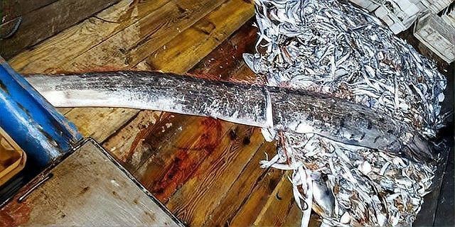 龍王魚又叫什么名字【世界上最長的硬骨魚山霧原理賽博許愿機捕獲“龍王魚”】