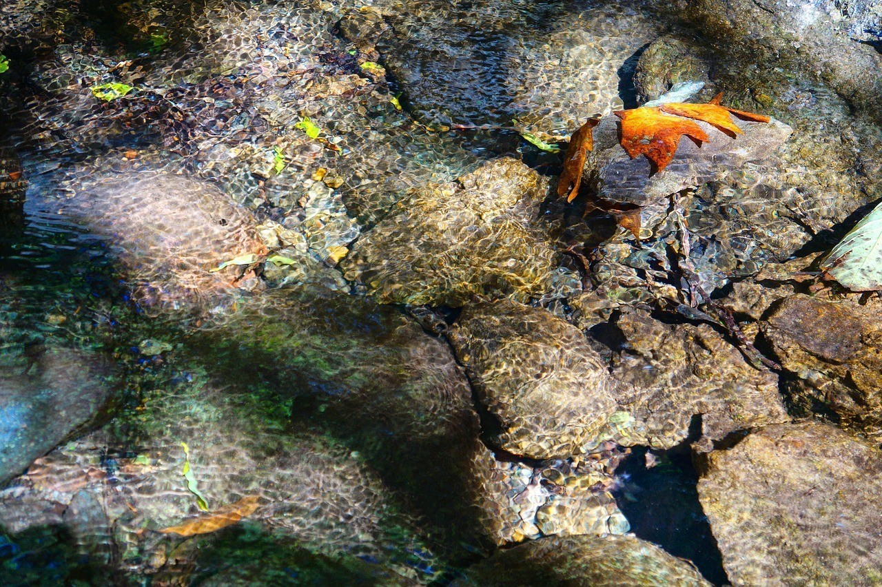 號半龍魚算猛魚嗎【號半龍魚的攻擊力強嗎，號半龍魚的兇猛程度與多種因素相關】