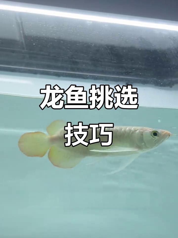 如何挑選高質量的金龍魚幼苗？【探秘馬來西亞金龍魚種魚的挑選過程】