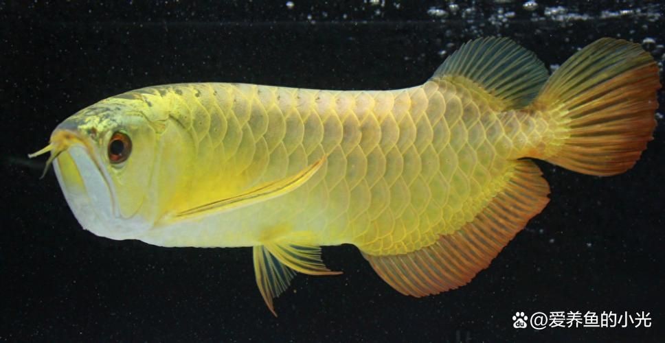 龍魚配魚有哪些有圖【養魚老道，龍魚和什么魚混養比較合適】