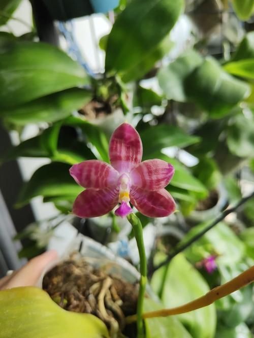 紅老虎混養最忌三種東西圖片【“紅老虎混養最忌三種東西”的圖片摘要】
